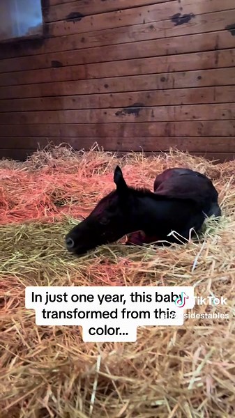 10 Month Pregnant Thoroughbred Transformation at Ironside Stables