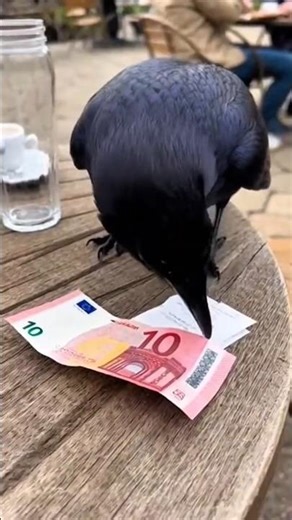 This Raven Was Caught Stealing Cash!#raven#theft #viral