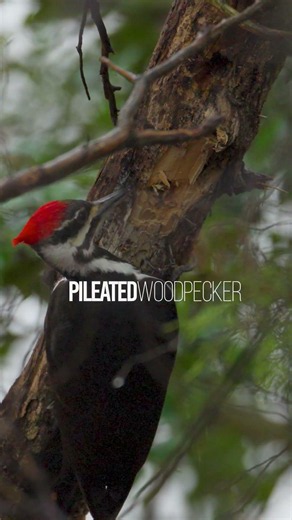 Nature Minute 11 | Pileated Woodpecker #wildlife #birdwatching #birds #sonyalpha