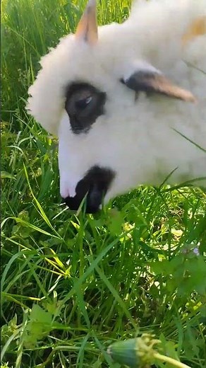 Baa-Lambs Grazing Like It’s Their Full-Time Job 🐑🌿 #sheep #homesheephome #animals #cute