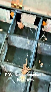 105K views · 512 reactions | Repack and riot eh | Online Saputan | Facebook