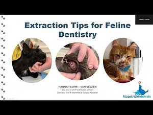 Extraction tips for feline dentistry | Fitzpatrick Referrals