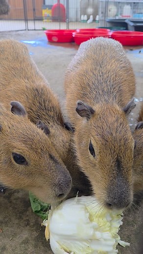 More Capybaras | Chapple Farms