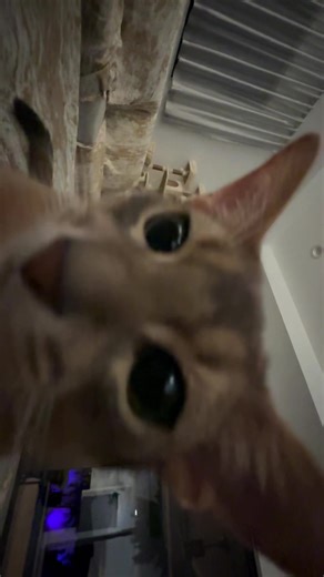 Abyssinian Cats: The Funniest Moments Captured