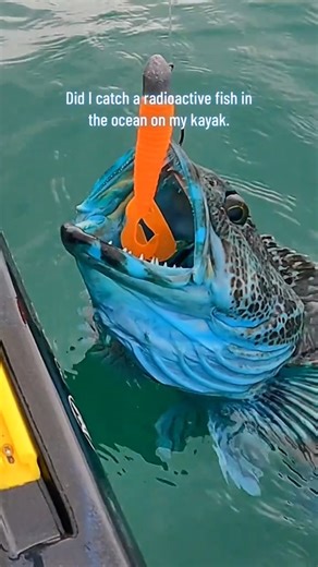 BVIRAL on Instagram: "What is this fish!? #BVIRAL (@redwoodfish) Fisherman catches a blue Lingcod fish off the California coast"