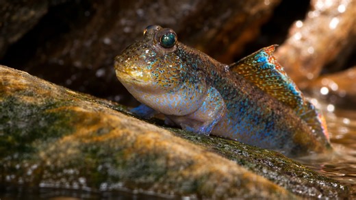 Up close with the Atlantic mudskipper