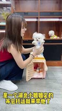 Teacup dog, Pomeranian, Shunsuke