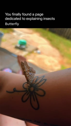 Explaining Insects 🦋 on Instagram: "Butterflies are delicate, day-flying insects belonging to the order Lepidoptera, known for their colorful wings and complete metamorphosis. They begin life as eggs, hatch into caterpillars (larvae) that feed intensely on plants, then transform inside a chrysalis, emerging as fully formed adults. This dramatic transformation is one of the most striking life cycles in the animal world. Adult butterflies feed mainly on nectar, making them important pollinators. 