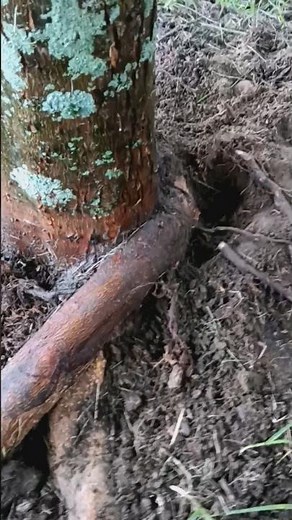 girdling root on red maple