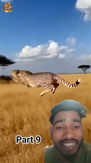 성체 기린의 발차기에 날아간 치타 Cheetah Teases Baby Giraffe, Sent Flying by Adult's Kick#cheetah#giraffe