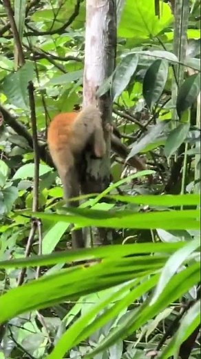 Wildlife Sighting & Hiking, Manuel Antonio, G Adventures from Bilal N. 🇨🇷