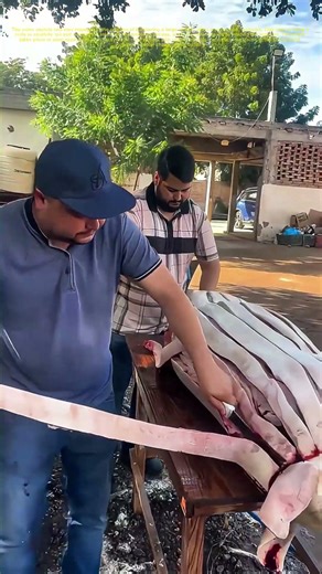 Butchering Process: Two Men Skinning a Large Animal