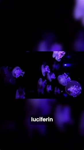 How the Kitefin Survives with Bioluminescence 💡