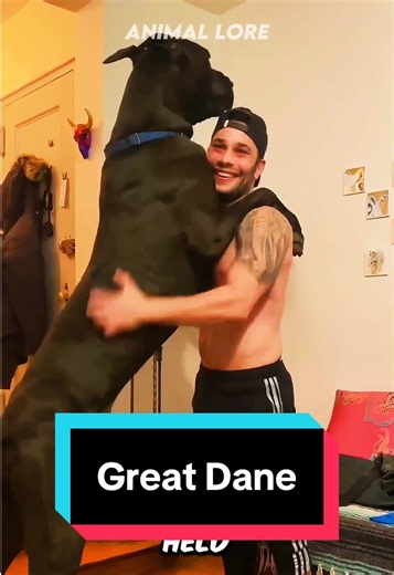 Discover the Adorable Great Dane Breed
