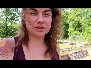 Putting Up Cattle Panel Trellises for 100 Tomato Plants