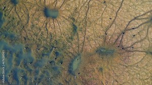 Algae structure in the water, algae, invasion of dark green weeds and mystical landscapes