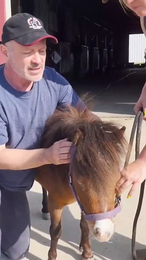 19K views · 538 reactions | Mini Horse Needs A Poll Adjustment | Animal Cracker | Facebook
