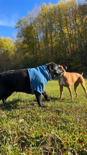 Unleashed K9 Adventures on Reels