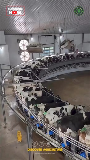 Step inside our state-of-the-art large cow milking parlour, where innovation meets tradition. Our advanced equipment and spacious layout ensure the utmost comfort for our dairy cows while maximizing efficiency in the milking process. Designed with the well-being of our animals in mind, this facility reflects our commitment to sustainability and high-quality products. Experience firsthand how we prioritize animal welfare and excellence in every drop of milk we produce. Join us on a journey toward