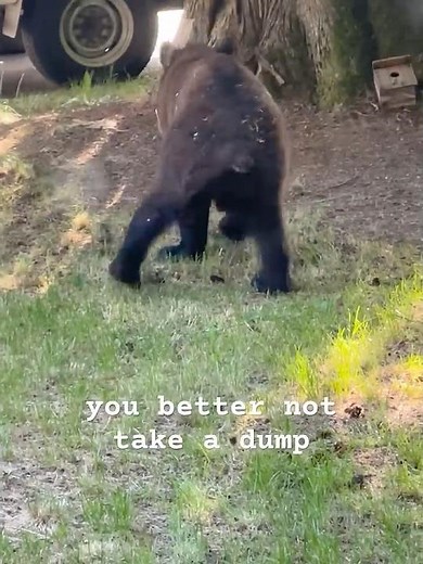 Black Bear Pooping on Lawn in BC