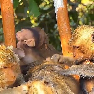 1.2K views · 47 reactions | Very adorable baby monkey Lovely baby macaque | Monkey BC | Facebook