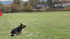 Garmr’s Full IGP3 protection routine. 94-96-DQ. It was good until the very end! :). I could feel it starting to slip at the beginning when he started not sitting at some spots, but we’ll get it next trial. Hindsight is 20/20 and I’ll definitely be working him the day before the next trial. #Schutzhund #germanshepherdpuppy #igptraining #germanshepherdsofinstagram #schutzhundtraining | Schutzhund Kevin