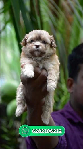 lhasa APSO puppies available | Lhasa apso sale | Lhasa apso puppies sale kerala