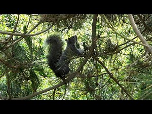 Gray Squirrel's Calls