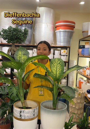 Dieffenbachia Seguine care: Pflege, Licht & Gießen tips
