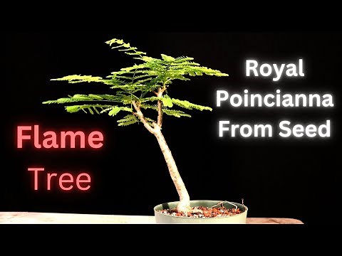 Royal Poinciana Bonsai Tree from seed. Delonix Regia. Flame tree. Flamboyant tree