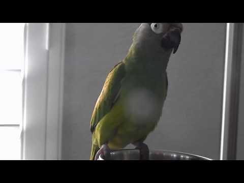 Dusky Headed Conure doing tricks