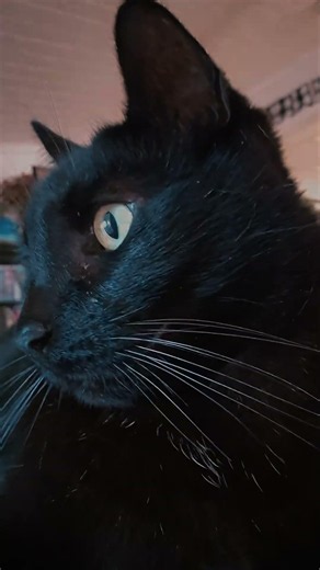 Yay ducky! #update #cats #animals #short