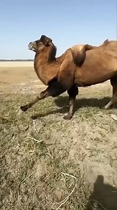 The camel that weeps at parting #animals #love #shorts | Paws Life