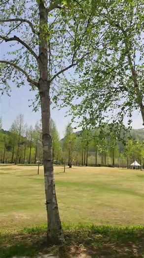 화천산천오 파크골프장 임시개징 자작나무길