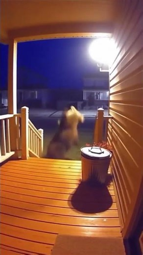 Midnight Visitor Gets a Bright Surprise!