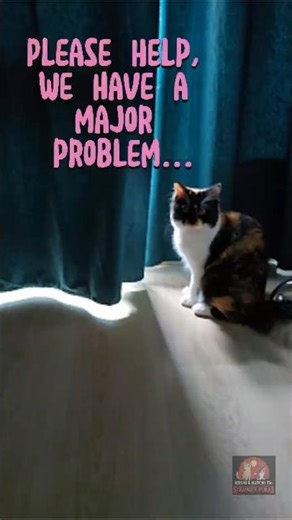 Hatchi Exposes Hoshi's Royal Nap! #HoshiAndHatchiTV