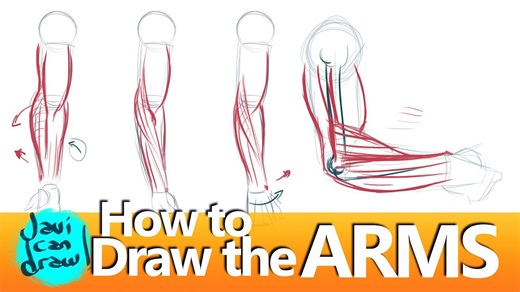 Understanding forearm muscles for better drawings