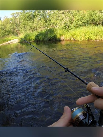 Brown trout fishing on the Vltava River #fishing