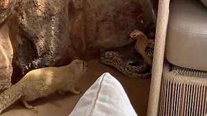 2.3K views · 18 reactions | RATTLESNAKE VS FERRET - Snake Vs Mongoose - Snake Can't Escape From A Small Rival  Join our group : Animals Life | Bravo Animals | Facebook