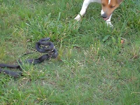 jack russell vs snake