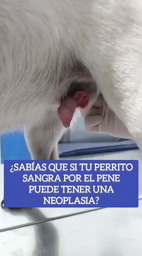 Todo sobre el TVT en perros y su tratamiento