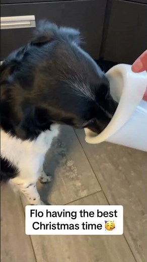 Flo is gonna be very spoiled after Christmas Who can relate to this? #christmas #dogsof
