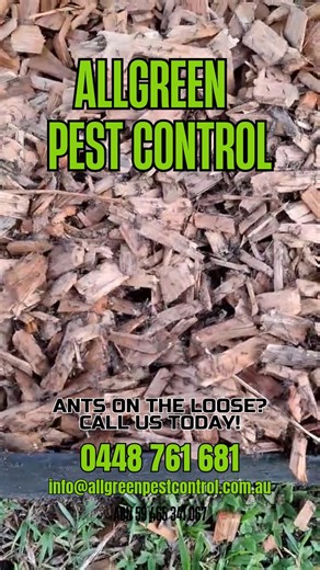 🐜 Ants on the Loose Spring means ants are on the move! Stop them before they invade your home or business with fast and effective treatments from Allgreen Pest Control. #AllGreenPestControl #AntControl #PestControl #BugBusters #PestFreeHome #SafeSolutions | Allgreen Pest Control
