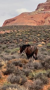 #BabyAnimals #BabyHorse #Horses #SpringTime | The Farm on Route 66