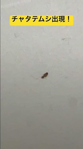 チャタテムシ出現！ #チャタテムシ #コチャタテ #害虫 #モストップ #害虫防除技術研究所