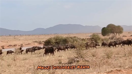 Mating Rituals of Buffalo in the Wild