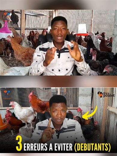Partie 1: 03 Erreurs des Débutants à éviter pour rentabiliser son Business de Poulet Local en Afrique. Investir En Afrique, Business en Afrique, investir au pays, investisseur africain, immobilier en afrique, réussir en afrique, investir en cote divoire, Investissement en afrique, entreprendre en Afrique, retour au pays, retour en afrique, diaspora retour en Afrique, business en afrique, business afrique, ENTREPRENEURS AFRICAINS, Linvestisseur africain comment élever poulet de chair? comment fai