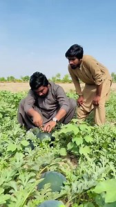 Exploring Watermelon Farming in Rural South Asia