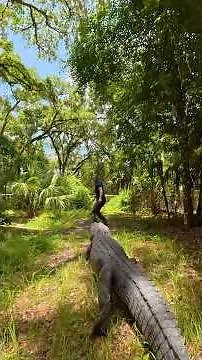 Gator chases me! #gator