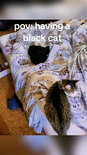 The daily hide-and-seek game with the cat #cat #fyp #catsoftiktok #catlover #kitty